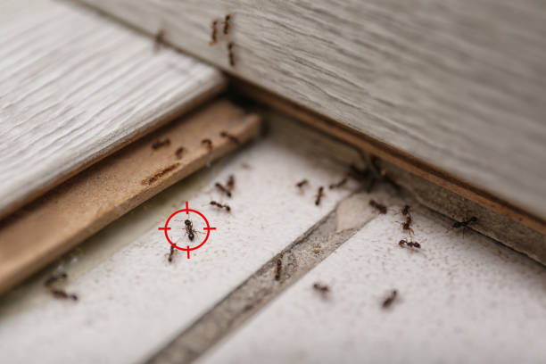 Best Residential Pest Control  in Owosso, MI
