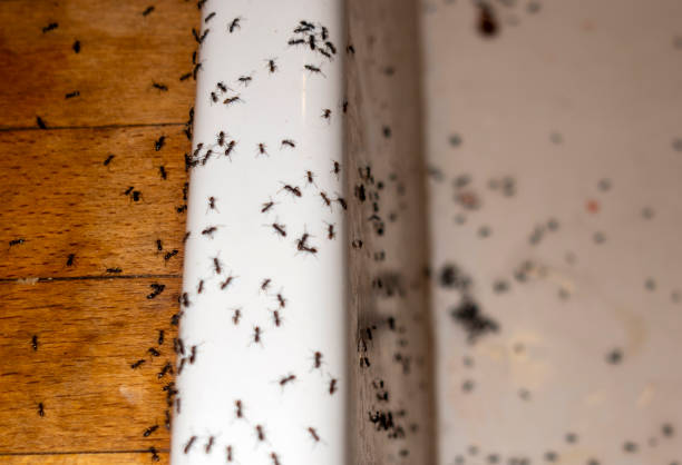 Best Wasp Removal Services  in Owosso, MI