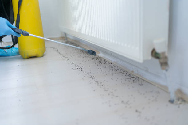 Best Ant Control Services  in Owosso, MI